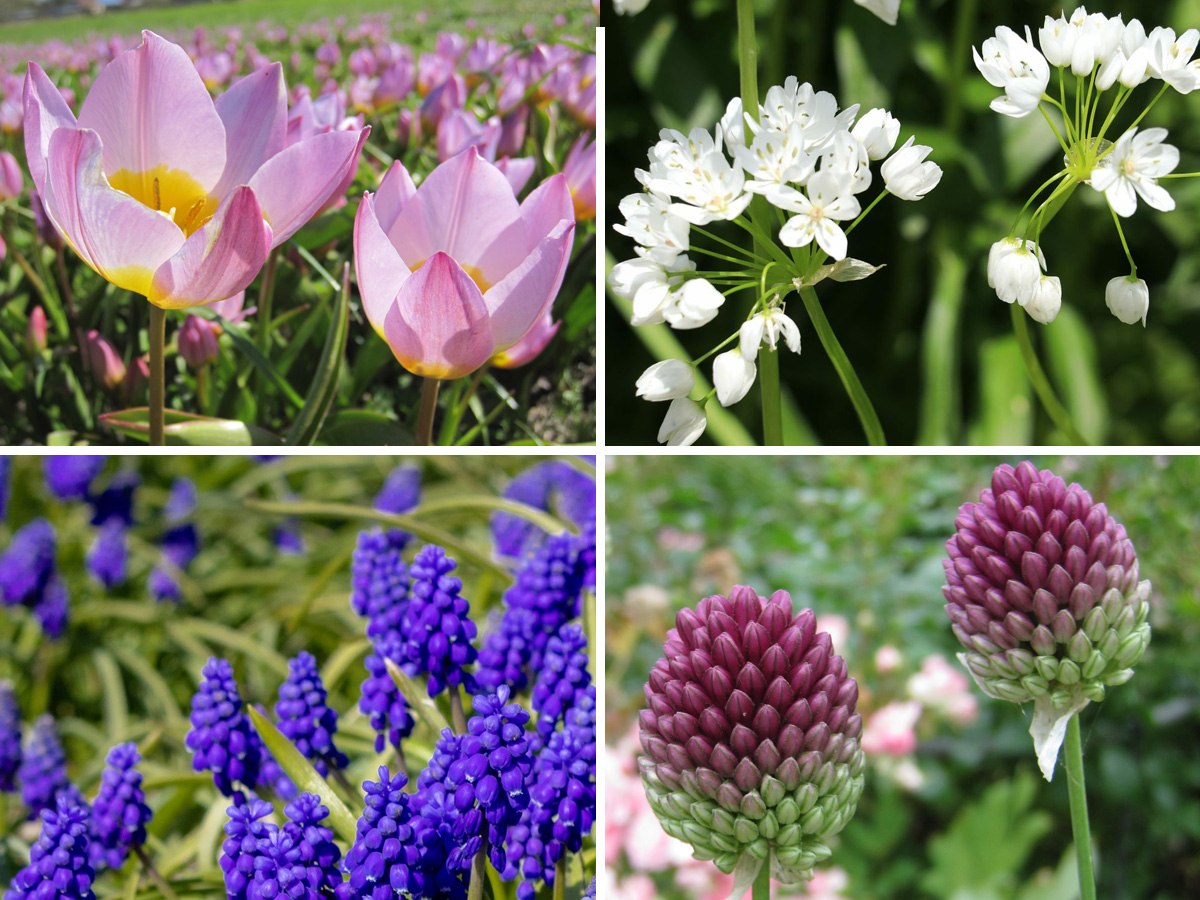 Blumenzwiebel-Kollektionen