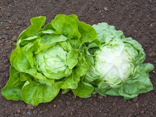 Lettuce, Gotte Jaune d'Or