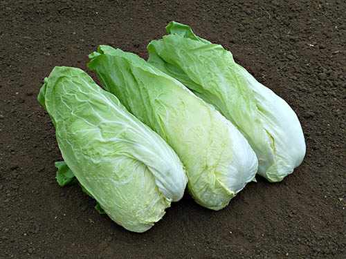 Winter Cultivation of Chicory