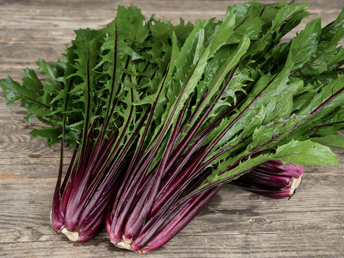 Catalogna/Puntarelle